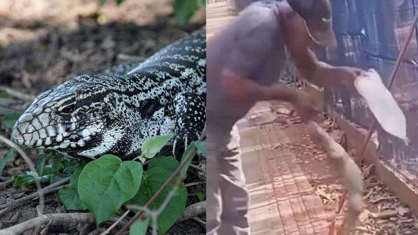 Lagarto ataca trabalhador em MT, levando à perda de parte do dedo