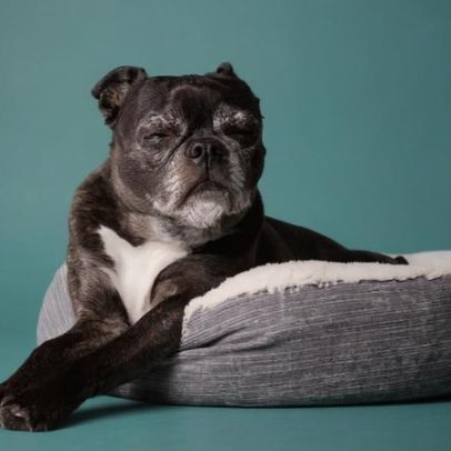 Terceira idade canina: 7 mudanças comportamentais de cães idosos