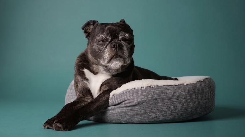 A redução da energia é comum em pets idosos, que costumam alternar momentos de atividade com cochilos mais frequentes
