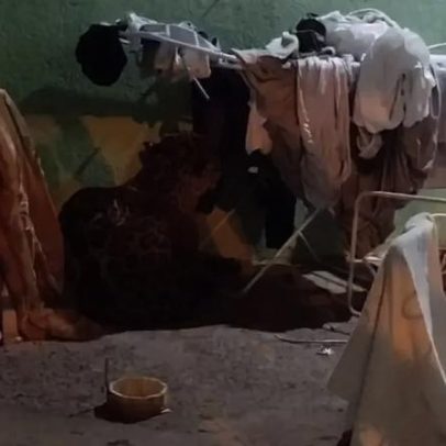 Onça-pintada invade casa e se esconde em Foz do Iguaçu, família assustada