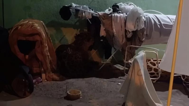 Onça foi sedada e resgatada na manhã deste domingo, 28, em Foz do Iguaçu