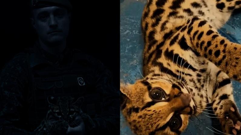 Polícia resgata gato em SP, mas encontra jaguatirica