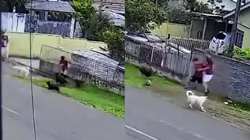 Menino é atacado por nove cães no Paraná