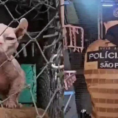 Polícia resgata 141 cães e gatos em situação de maus-tratos em SP