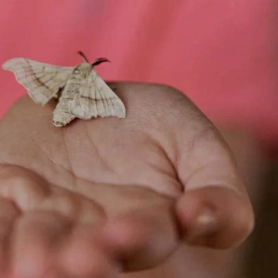 Como erradicar traças controlando alimentação, abrigo, umidade e acesso