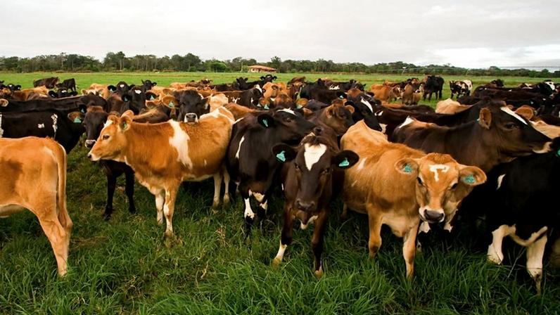 Brasil produz 2,63 milhões de toneladas de carcaças bovinas no 1º trimestre - Foto: Acervo IBGE