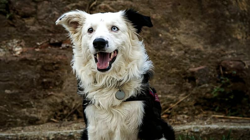 Tsnami é um border collie de 9 anos