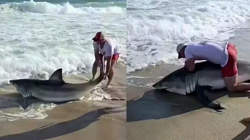 Tubarão-branco que foi fisgado em praia dos EUA e devolvido ao mar — Foto: Reprodução/Redes sociais