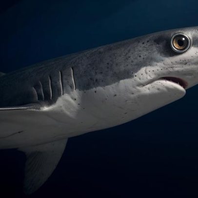 Shark Meat Nation: indústria da carne de tubarão em foco