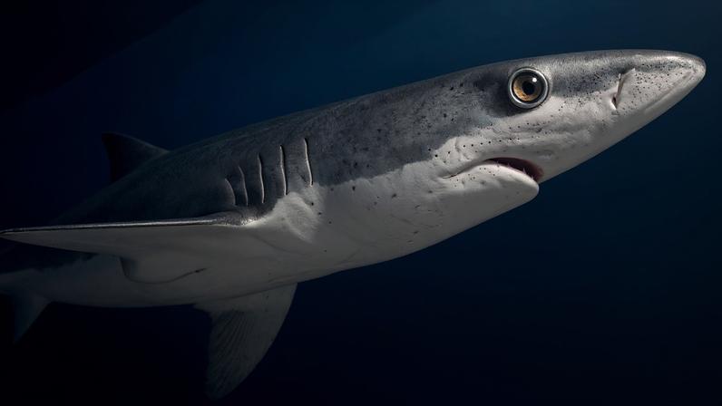 Shark Meat Nation: indústria da carne de tubarão em foco
