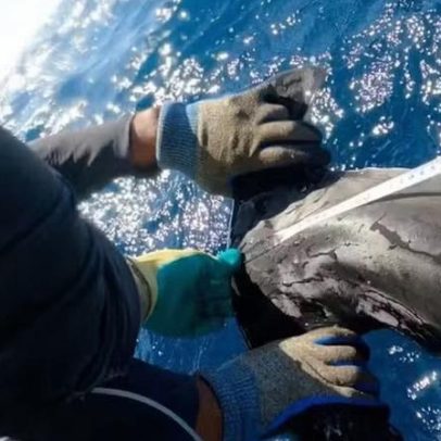 Antidepressivo encontrado no cérebro de tubarões no litoral do RJ