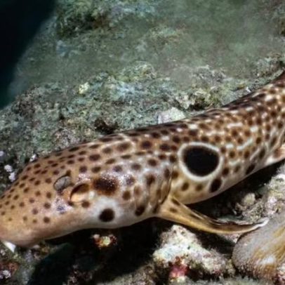 Nova espécie de tubarão que anda em corais é descoberta na Papua-Nova Guiné