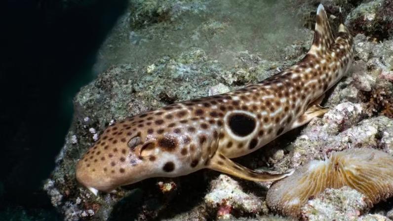 A nova espécie de tubarão de Watota, Milne Bay, ao largo da costa sudeste de Papua-Nova Guiné.