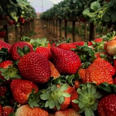 IA avança no agronegócio com ferramentas que enxergam além do olho humano