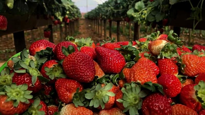 Câmeras dentro das estufas conseguem identificar problemas em plantações de morango, como ressecamentos