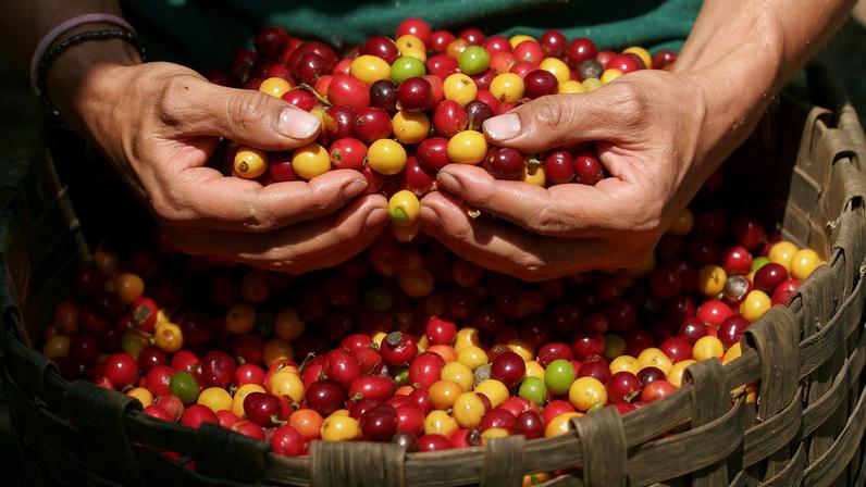 Café brasileiro está entre produtos que não devem ser taxados em caso de novo tarifaço