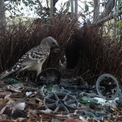 Pássaros transformam lixo urbano em atrativos para fêmeas, aponta vídeo