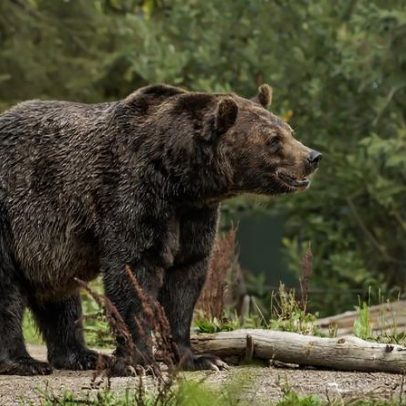 Urso ataca quatro pessoas em Fukushima, Japão