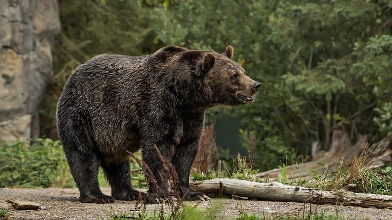 Urso