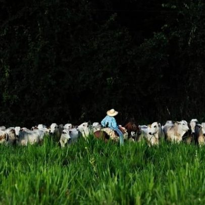 EUA apontam trabalho forçado na pecuária brasileira, carne fica livre de tarifas
