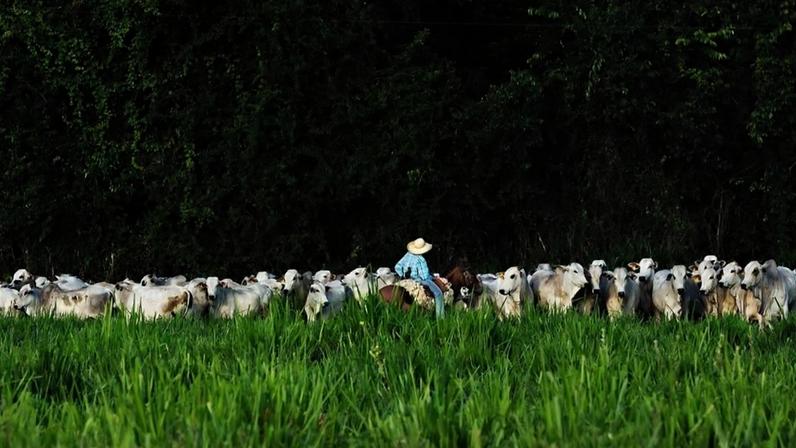 Carnes bovinas permanecerão isentas do tarifaço dos EUA