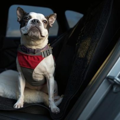 Como transportar pets com segurança no veículo e evitar acidentes