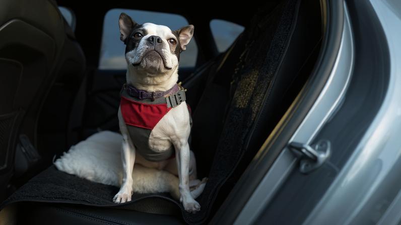 Cuidados simples ajudam a garantir a segurança do animal e do tutor em viagens de carro