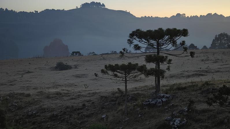 Geada cobre vegetação em São Joaquim (SC). — Foto: Mycchel Legnaghi/ Divulgação