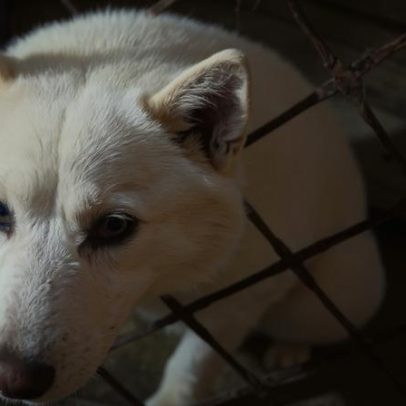 Husky fica preso em grade de portão em Minas e é resgatado pelos bombeiros