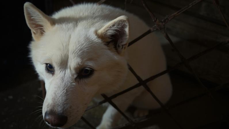 Husky Siberiano fica preso com a cabeça em uma grade de portão; o cão não precisou de atendimento veterinário após a soltura