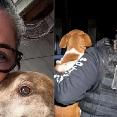 Ex-secretária de Bem-Estar Animal é presa por eutanásia via Pix