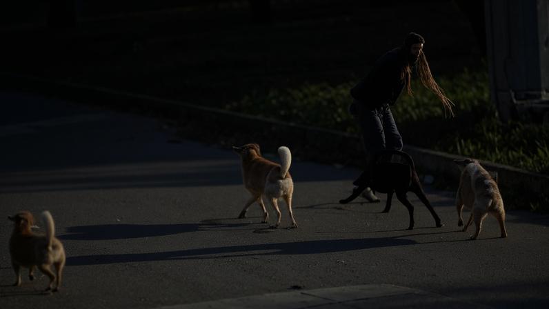 Mulher é atacada por 6 cães ao caminhar em rua no DF e fica ferida