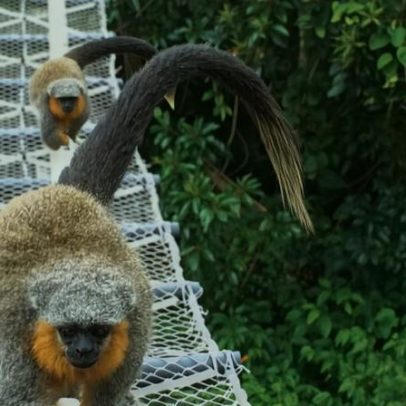 Bióloga brasileira recebe Wayfinder Award da National Geographic Society