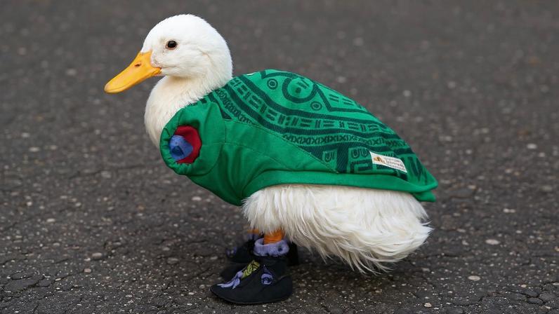 Pato Merlin