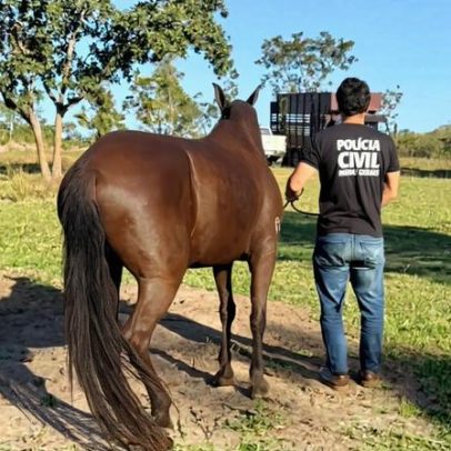 Polícia encontra égua de alto valor durante investigação interestadual