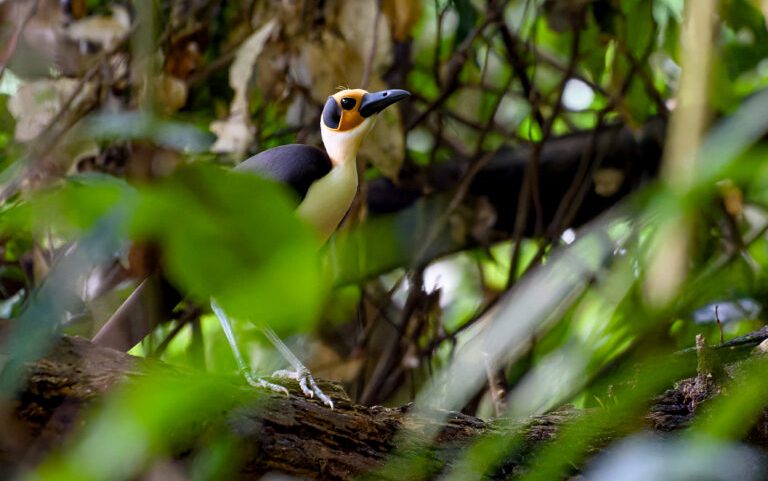Em busca do raro e belo na floresta da Costa do Marfim