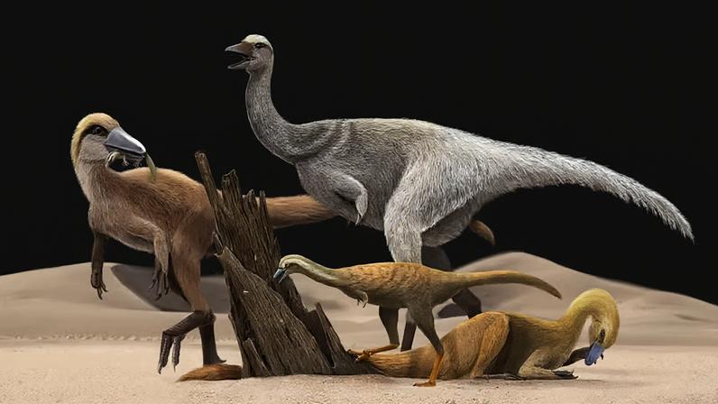 Reconstrução de quatro espécies de alvarezsauróides: dinossauros de braços curtos sempre intrigaram os cientistas.