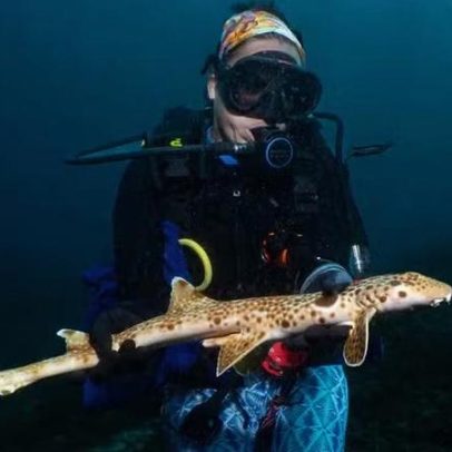 Tubarão-andante: peixe que caminha fora da água é encontrado na Oceania