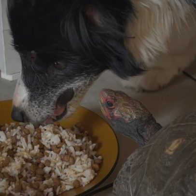 Jabuti viraliza ao intimidar cão para roubar comida