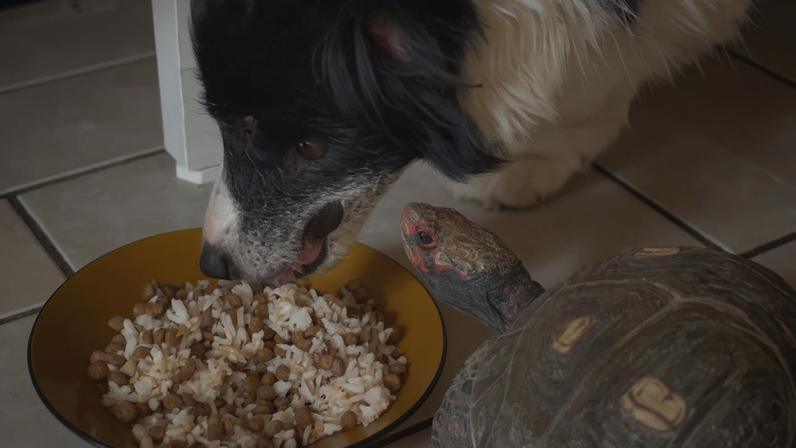 Jabuti viraliza ao intimidar cachorro no olhar para roubar comida
