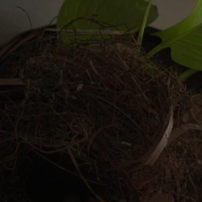 Pássaro invade sala de TV e faz ninho em vaso de plantas
