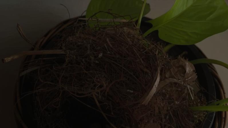Pássaro invade sala de TV e faz ninho em vaso de plantas