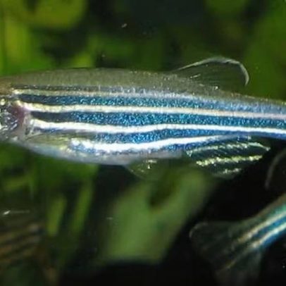 Hábitos de sono de humanos e peixes são mais semelhantes do que parecem