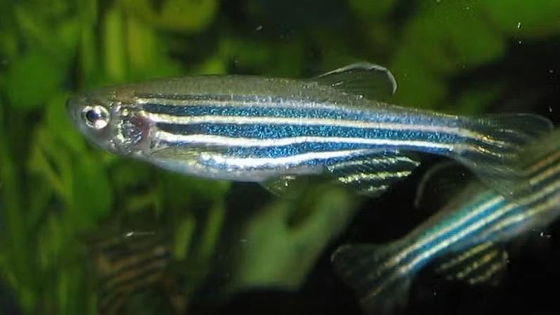 Uma fêmea de peixe-zebra (Danio rerio). Novo estudo analisou os padrões de sono da espécie — Foto: Wikimedia Commons