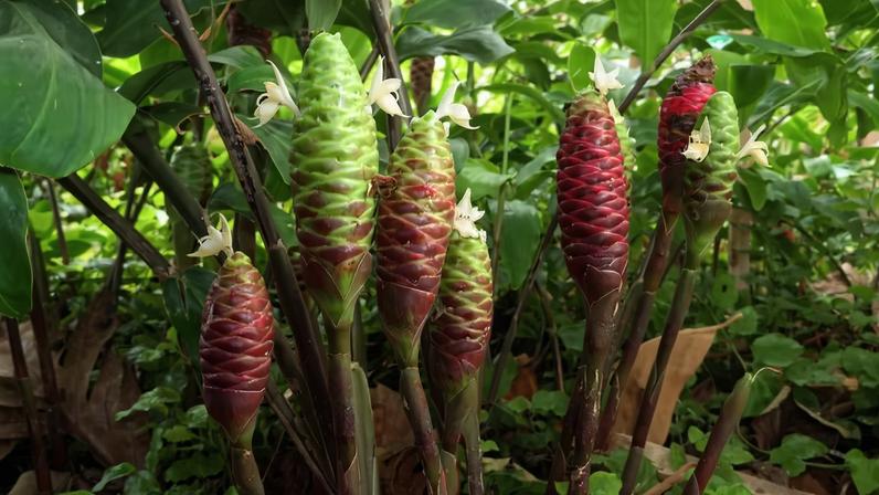 O 'Zingiber zerumbet', ou gengibre-shampoo (Awapuhi), é uma planta do Sudeste Asiático adaptada ao Brasil e cujo gel das inflorescências é usado tradicionalmente no Havaí para lavar, amaciar e dar brilho aos fios de cabelo
