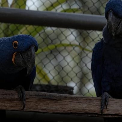 Zoo de BH celebra casais que duram a vida toda