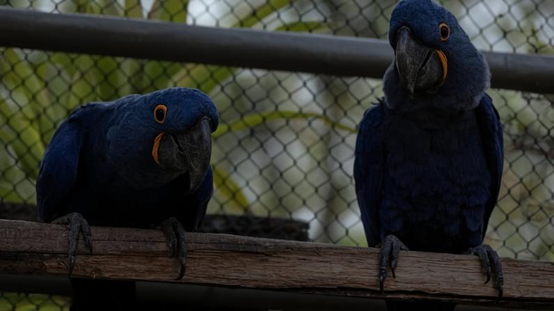 casal de arara-azul zoológico de BH