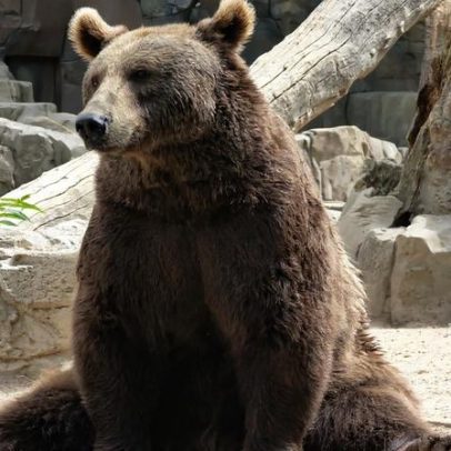 Zoológico chinês recruta atores para atuar como ursos