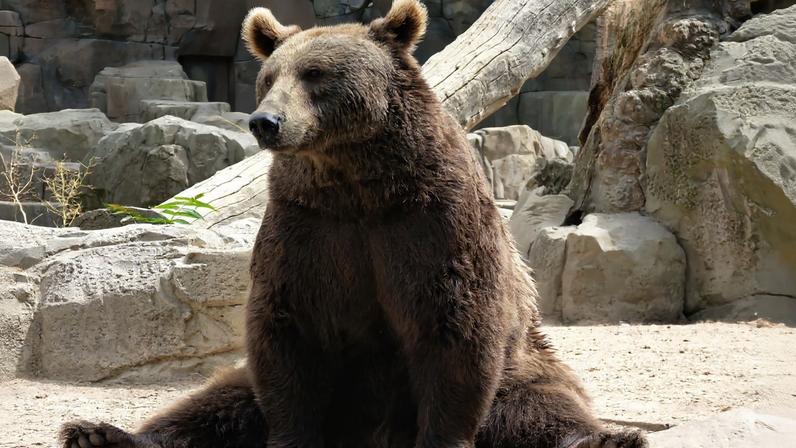 Zoológico na China recruta atores para atuar como ursos