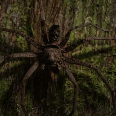 Cientistas identificam a aranha mais rápida do mundo